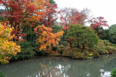 Red Japanese maple tree during autumn in Kyoto, Japan.　出典：123rf