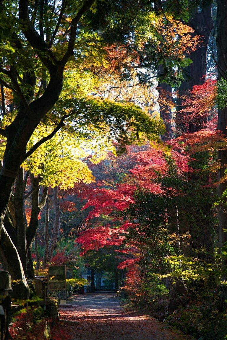 Shiga,Japan - November 19, 2021: Beautiful autumn leaves at Chojuji temple in Shiga, Japan.　出典：123rf